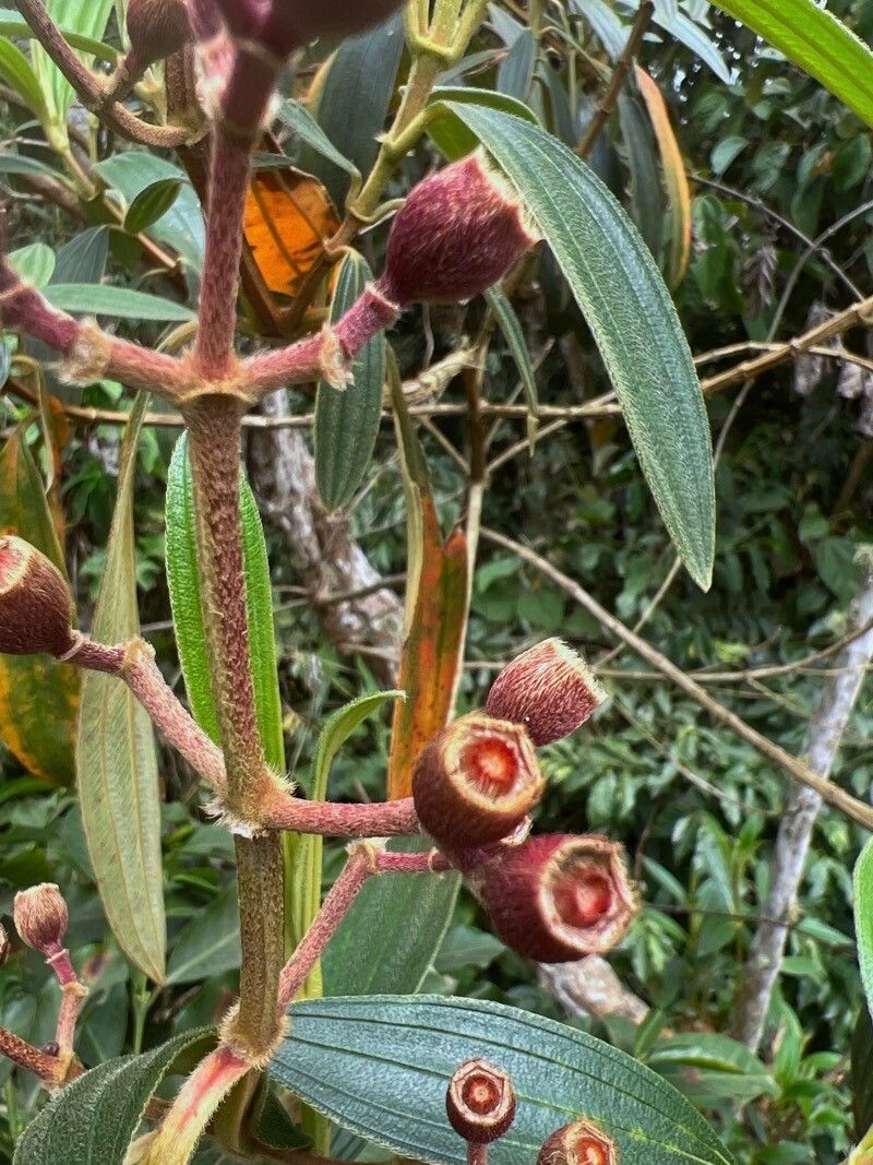 Pleroma granulosum fruit
