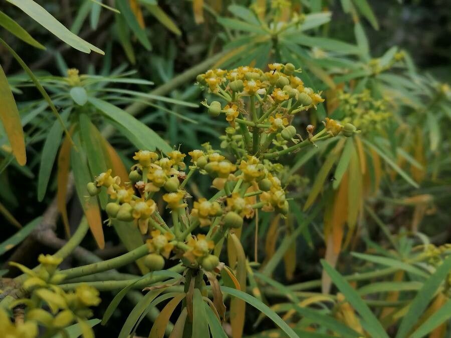 Euphorbia lamarckii flower