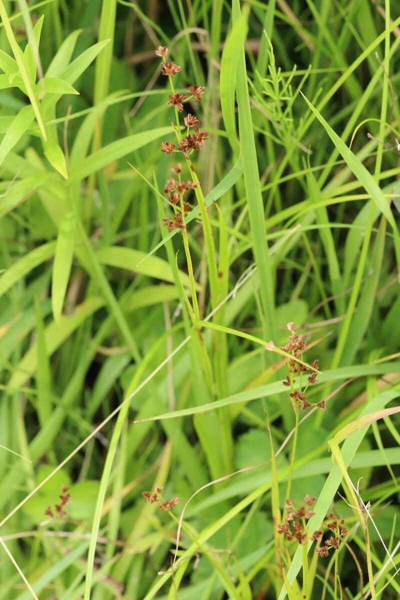 Juncus alatus flower