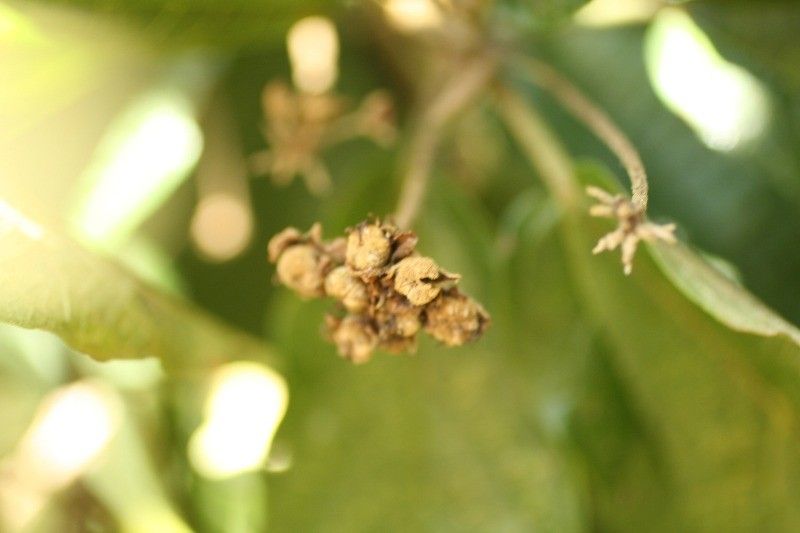 Dombeya punctata fruit