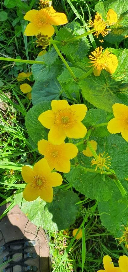 Ranunculus thora — houseplant care guide