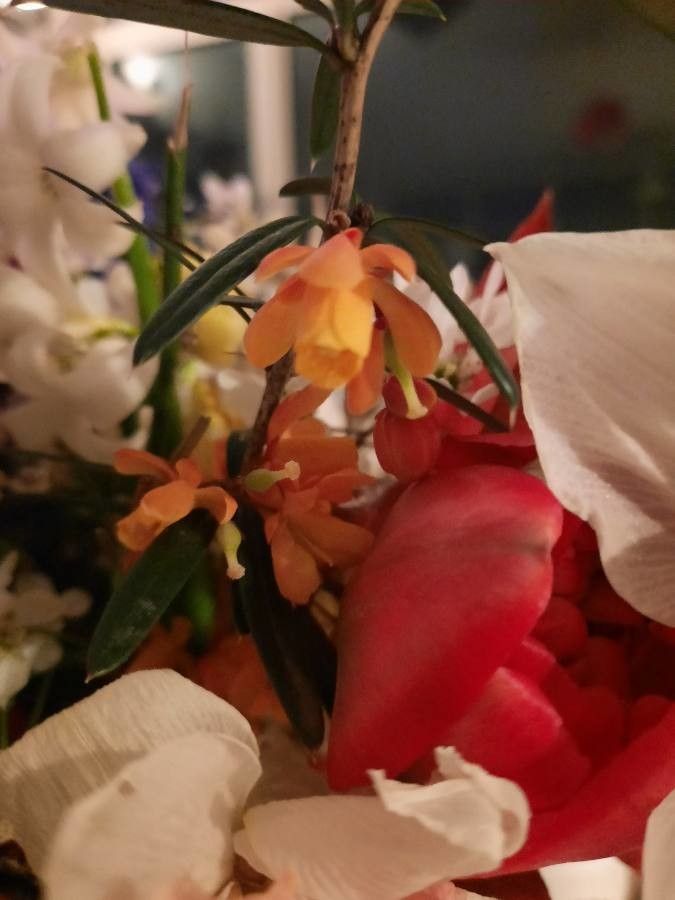 Berberis trigona — search result for 'Berberis'