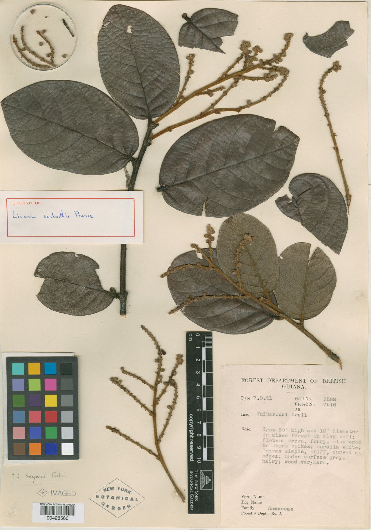 Licania sandwithii — houseplant care guide