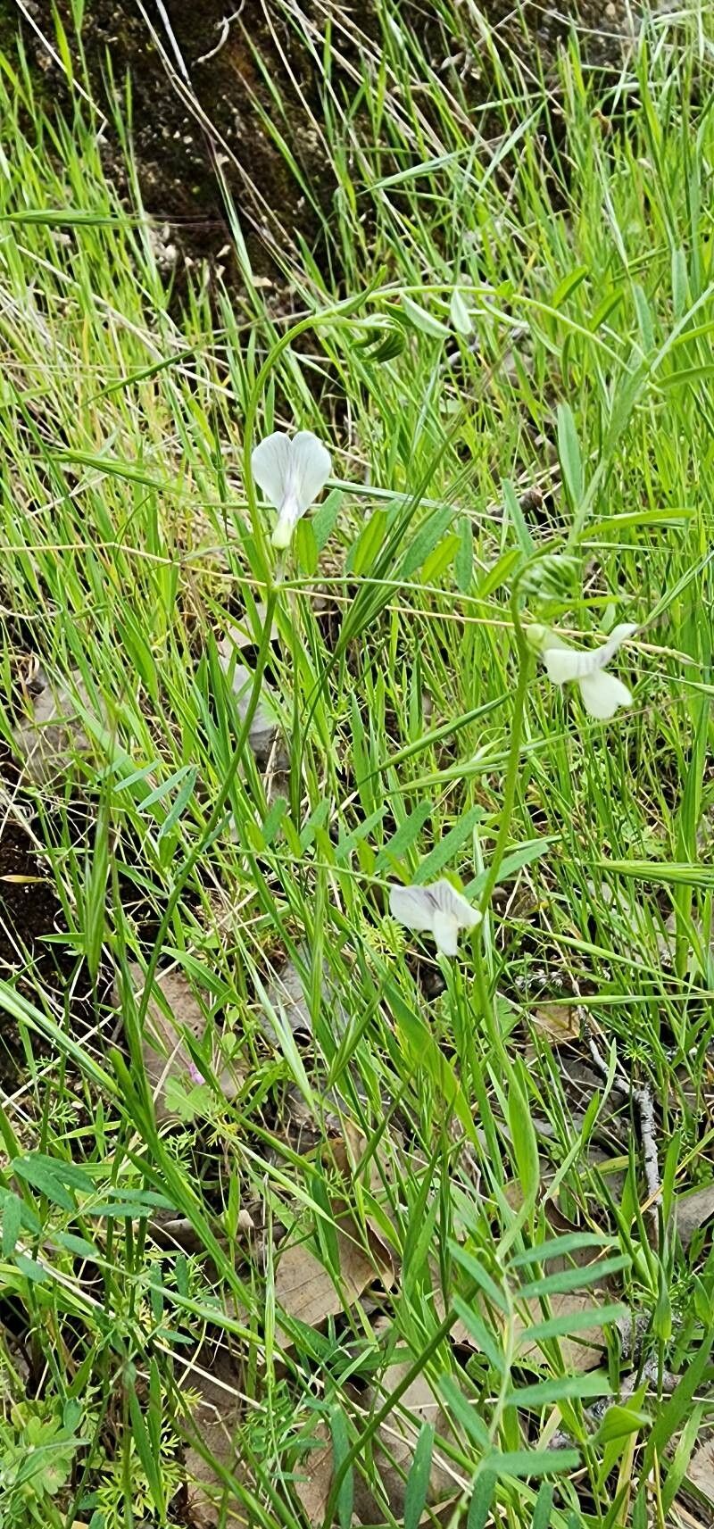 Vicia michauxii habit