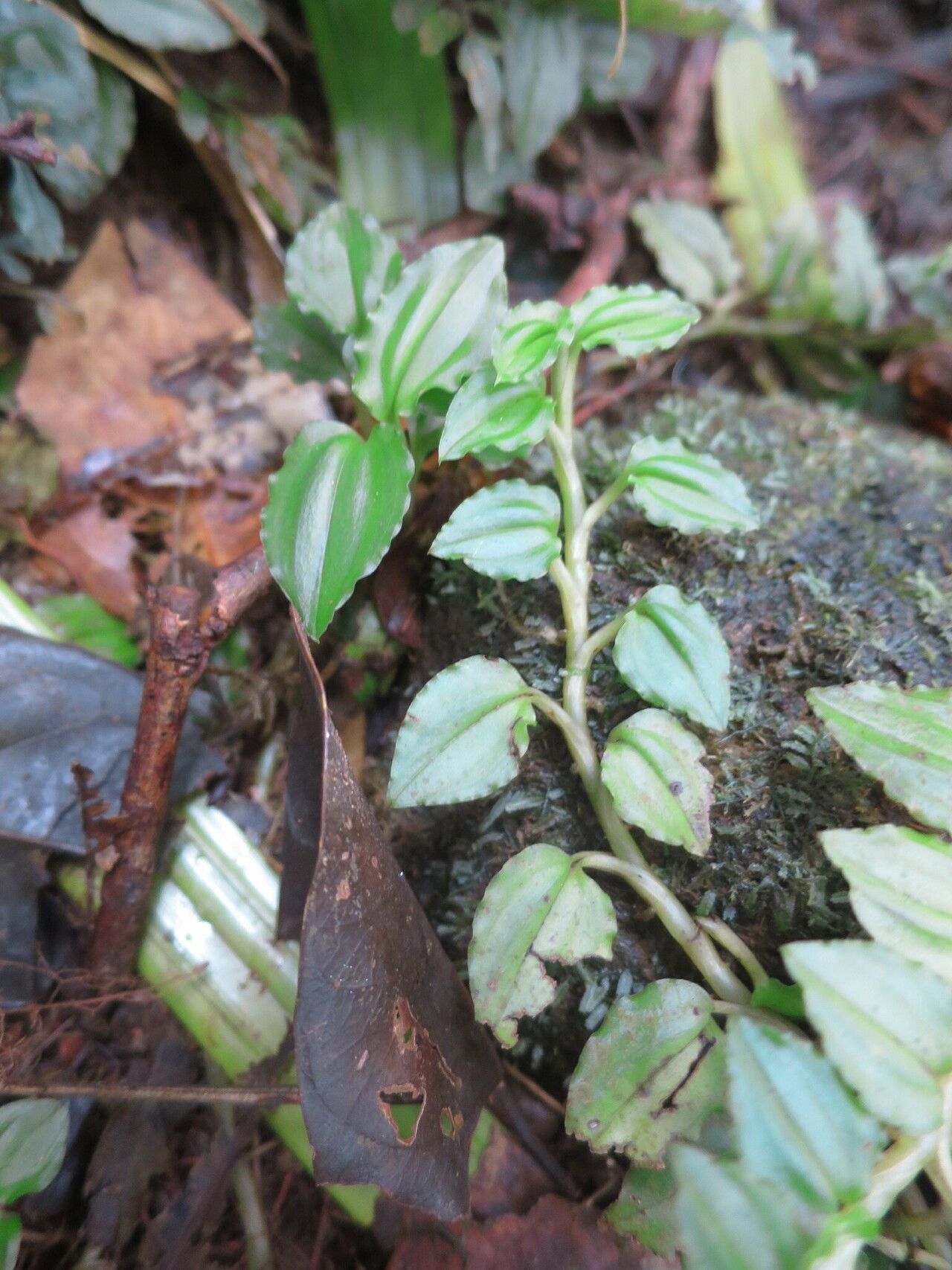 Liparis goodyeroides leaf
