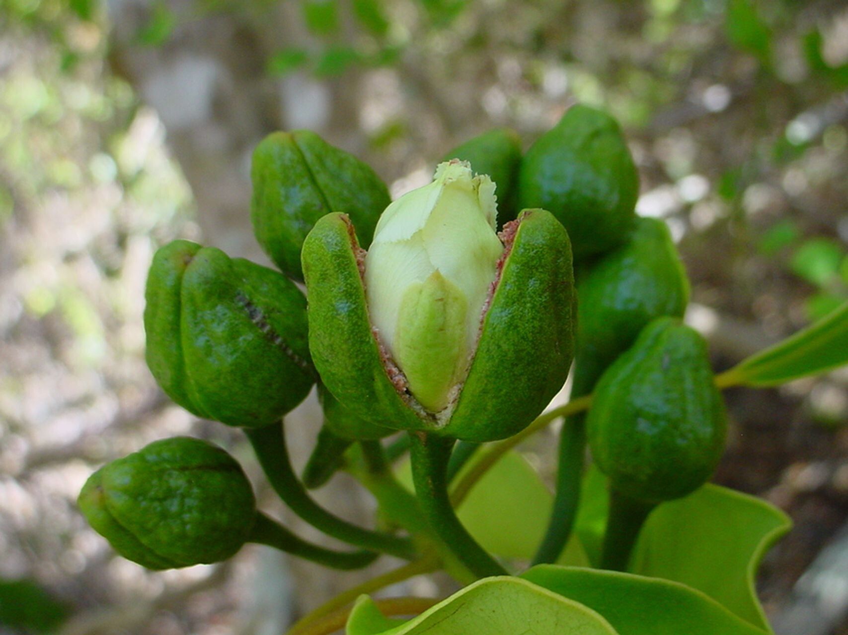 Capparis artensis flower