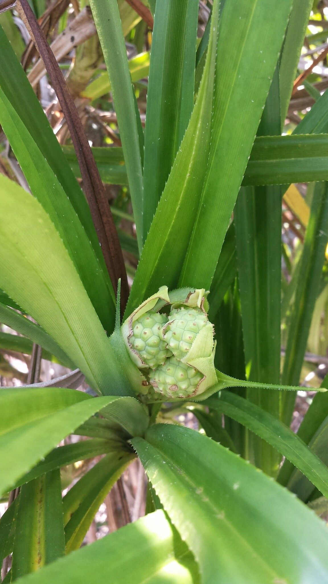 Pandanus sylvicola — houseplant care guide
