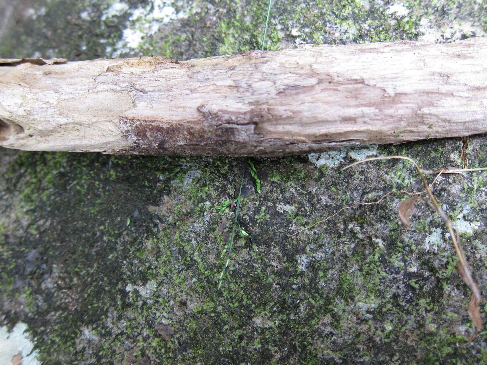 Acroceras boivinii habit