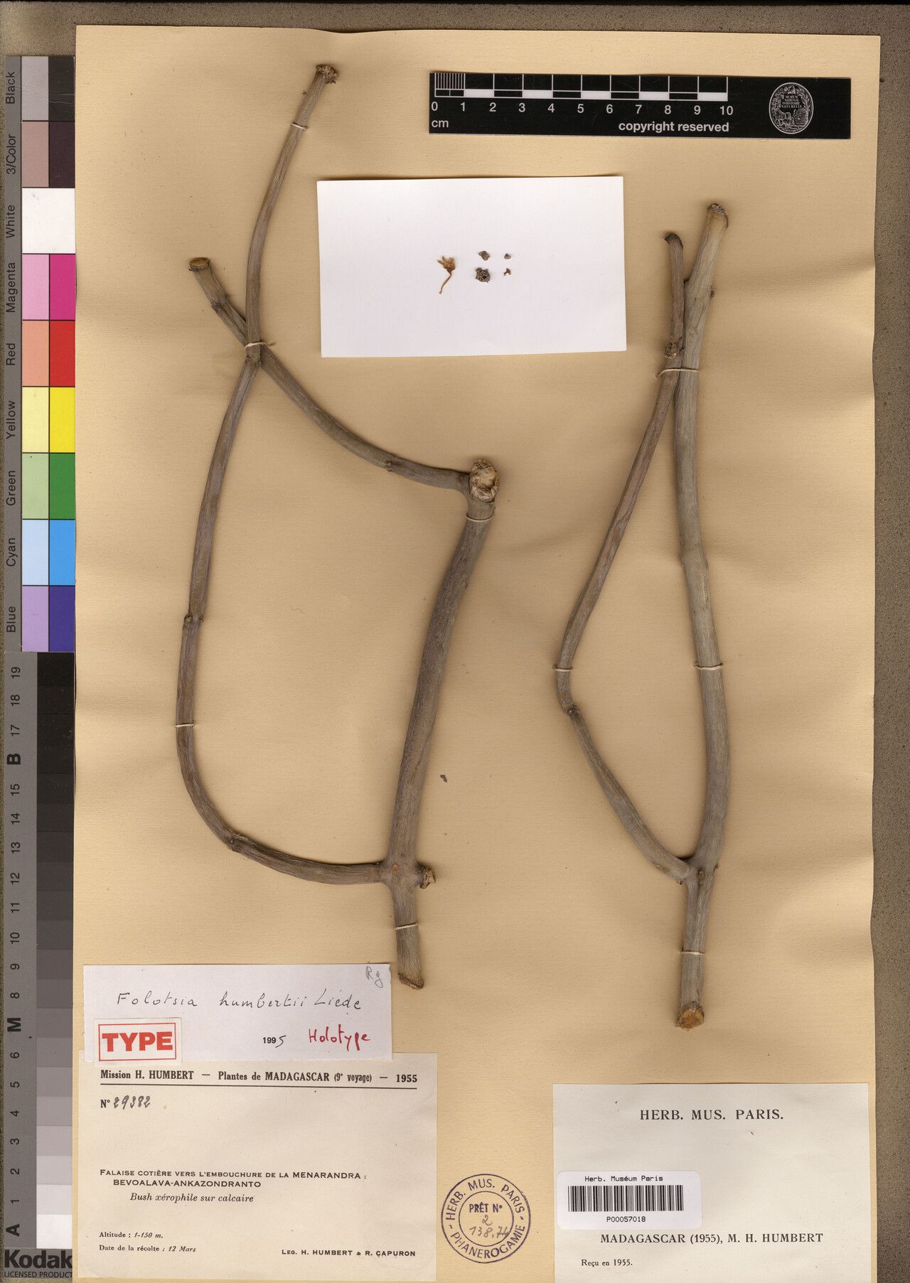 Cynanchum humbert-capuronii — houseplant care guide