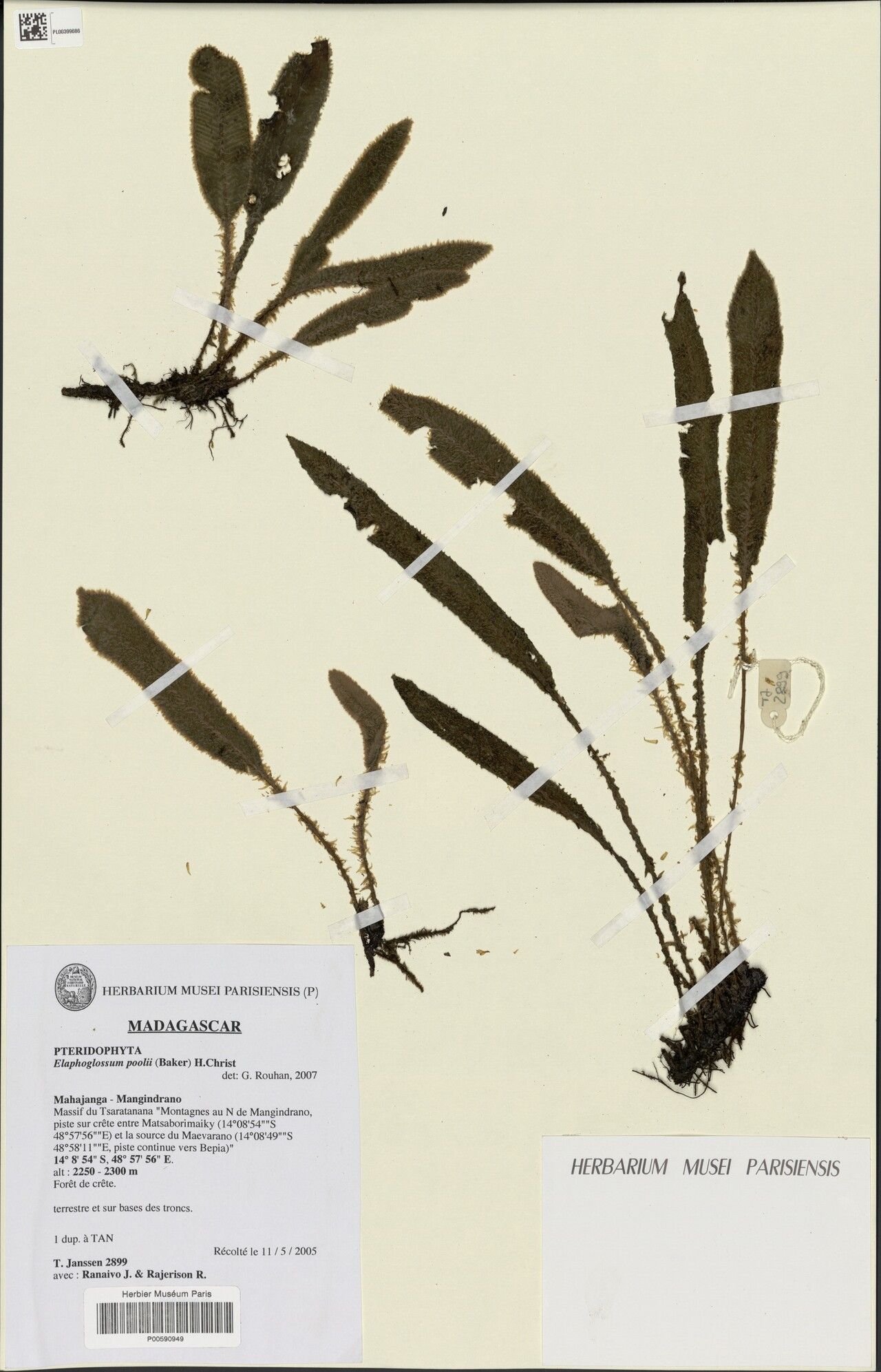 Elaphoglossum tsaratananense — houseplant care guide
