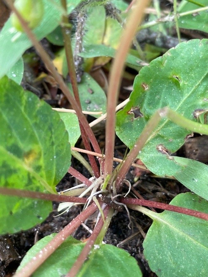 Viola lanceolata bark