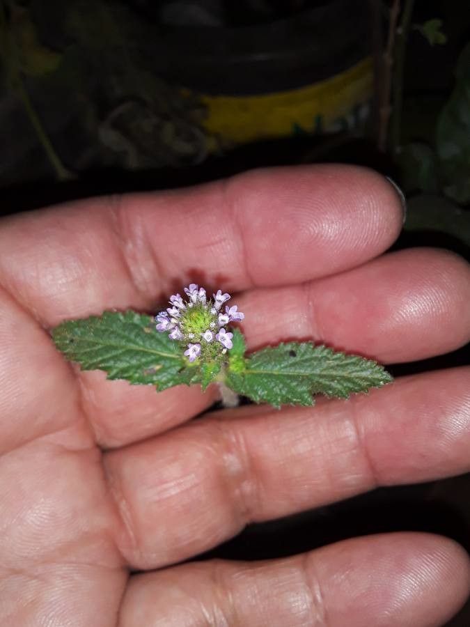 Verbena lasiostachys flower