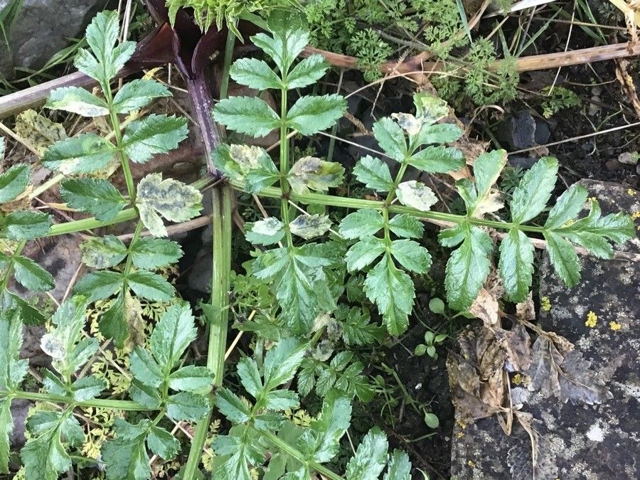 Angelica pachycarpa — search result for 'Angelica'