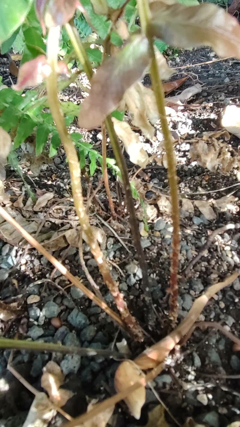 Blechnum auriculatum bark