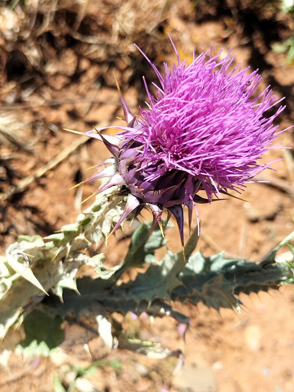 Onopordum macracanthum flower