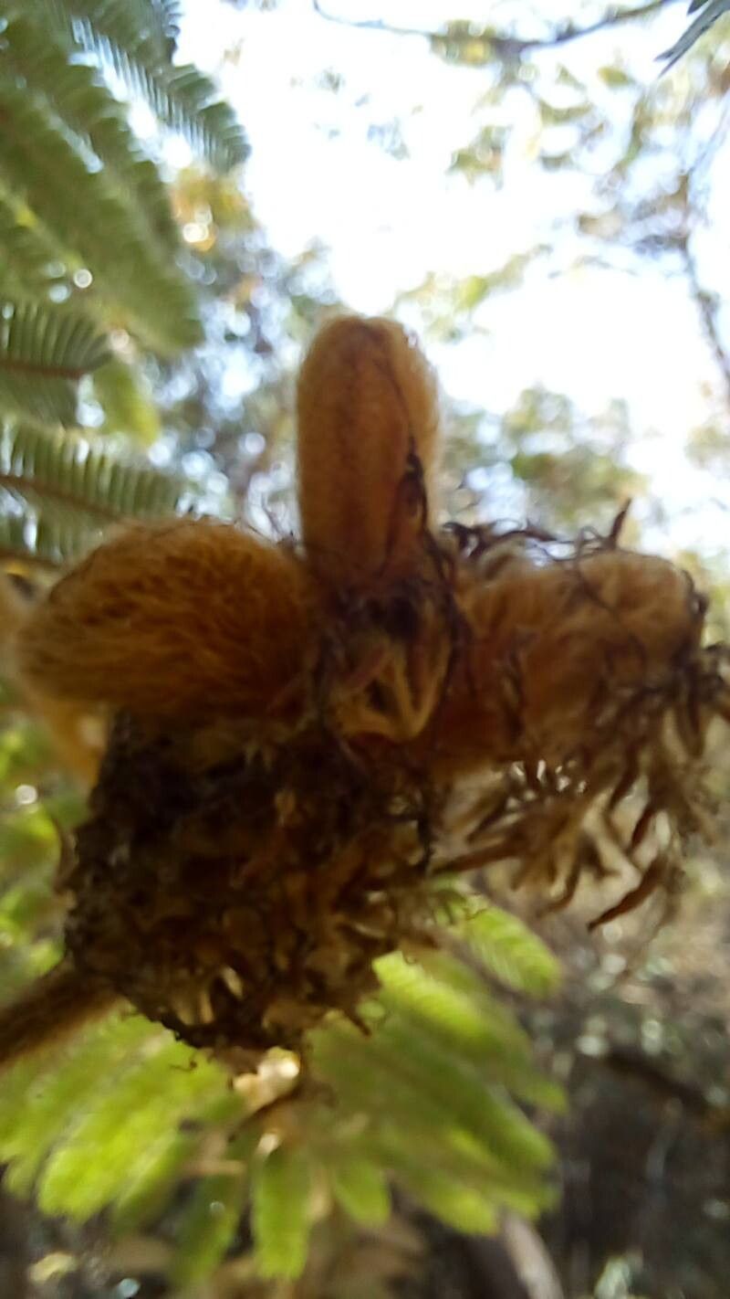 Mimosa setosissima fruit