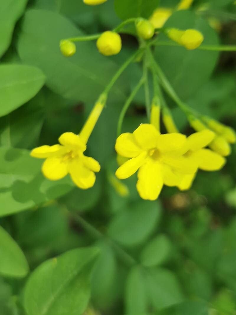 Chrysojasminum humile flower