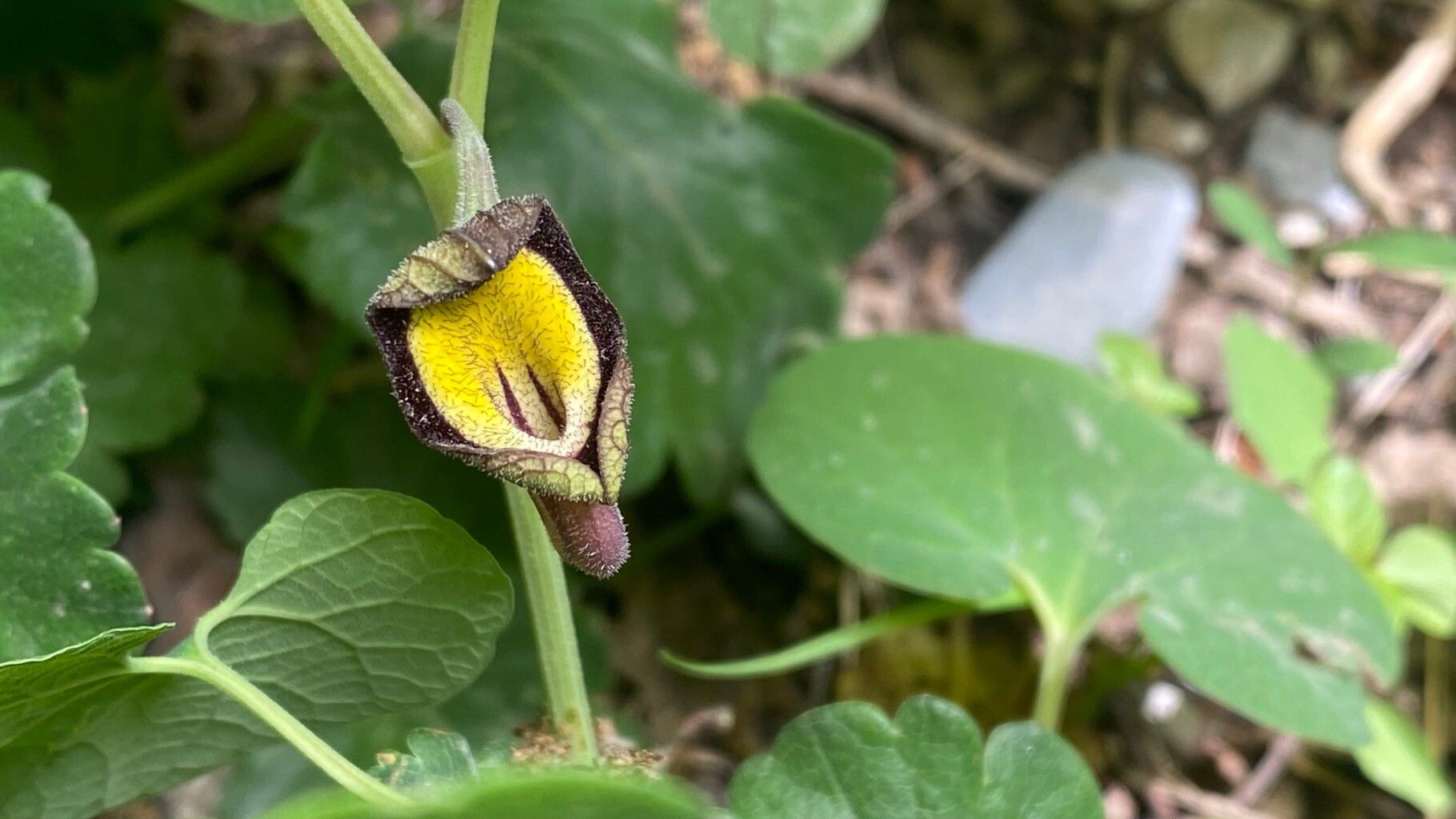 Aristolochia steupii flower