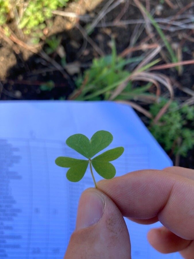 Oxalis chnoodes leaf