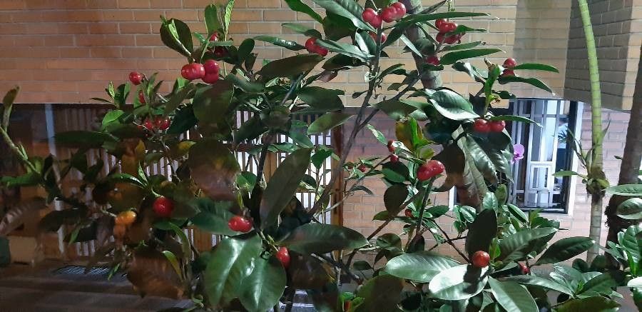 Cascabela gaumeri fruit