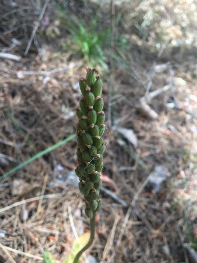 Neotinea maculata fruit