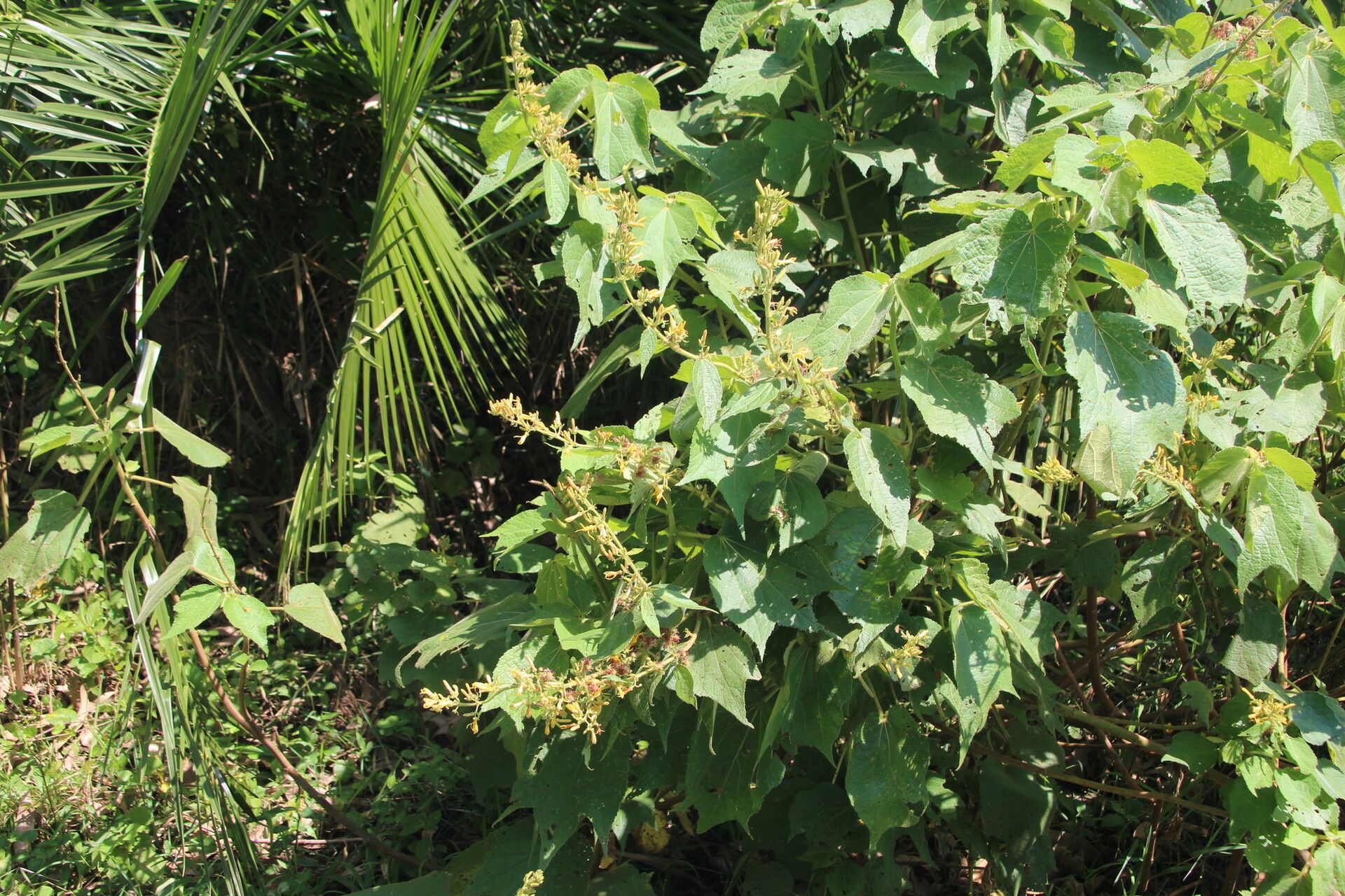 Triumfetta brachyceras habit