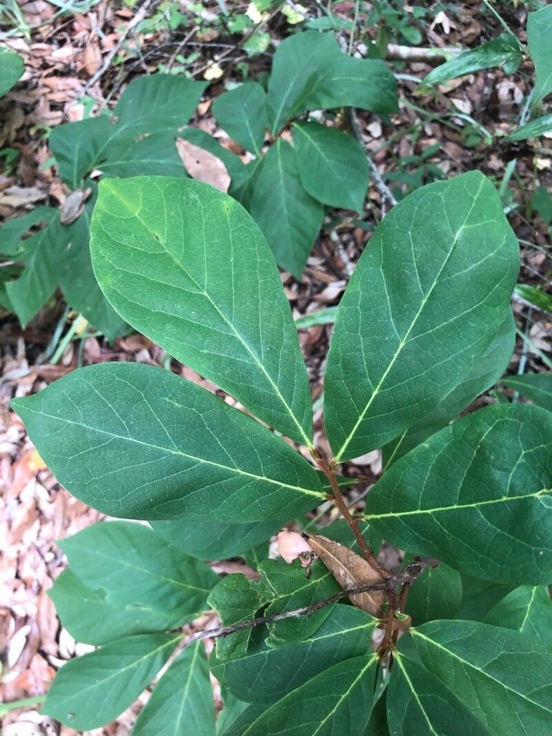 Asimina parviflora leaf