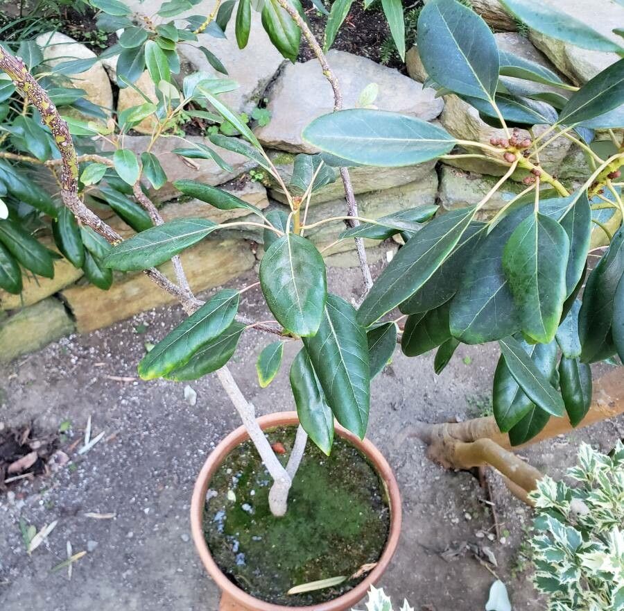 Rhodoleia henryi habit