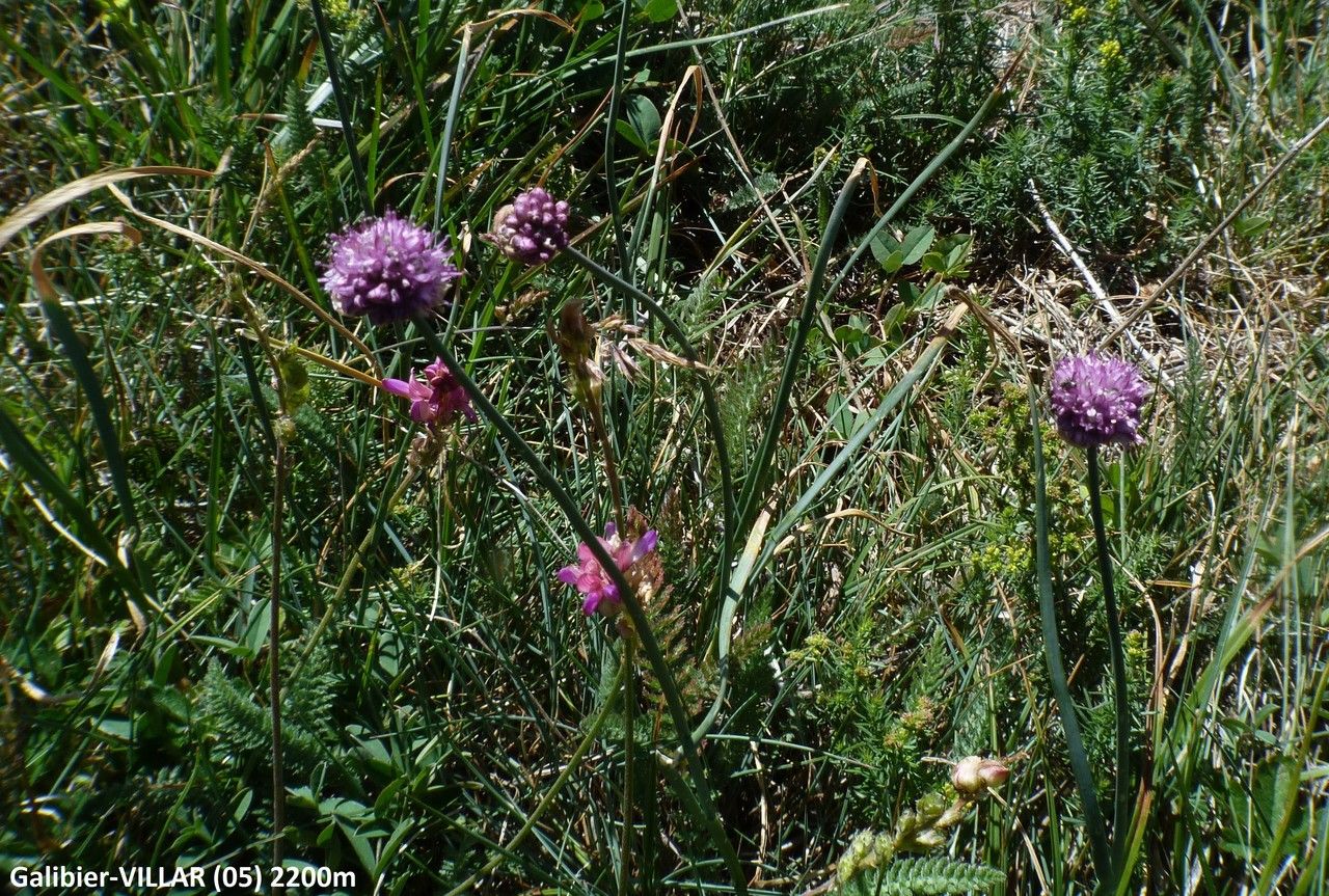 Allium strictum flower