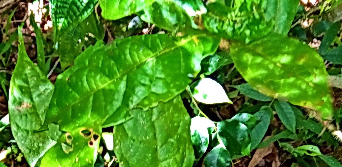 Croton humbertii — houseplant care guide