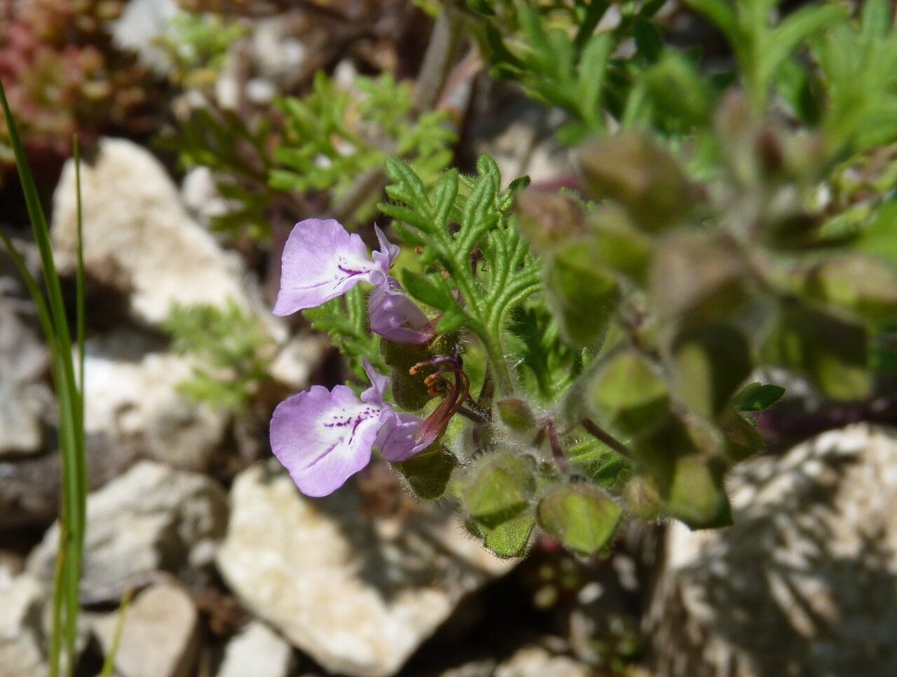 Teucrium botrys flower