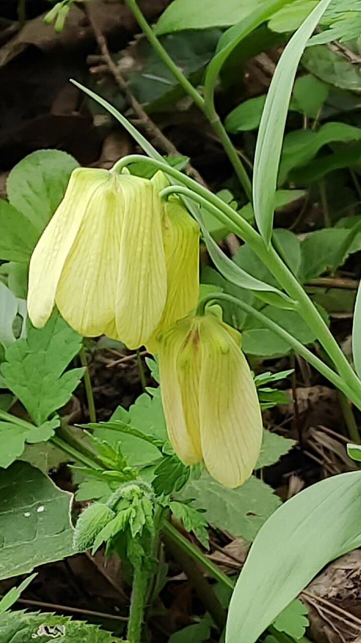 Fritillaria pallidiflora flower