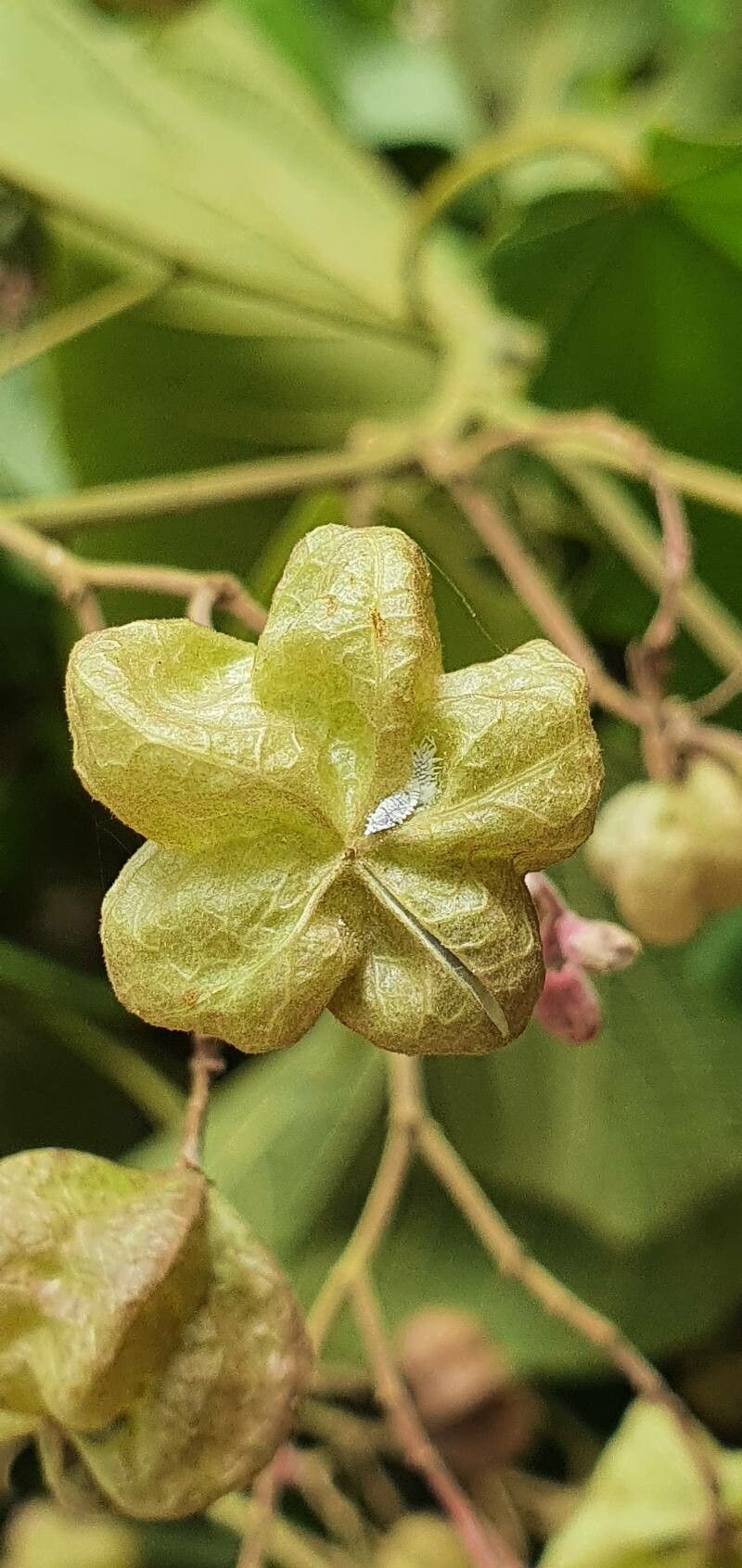 Kleinhovia hospita fruit