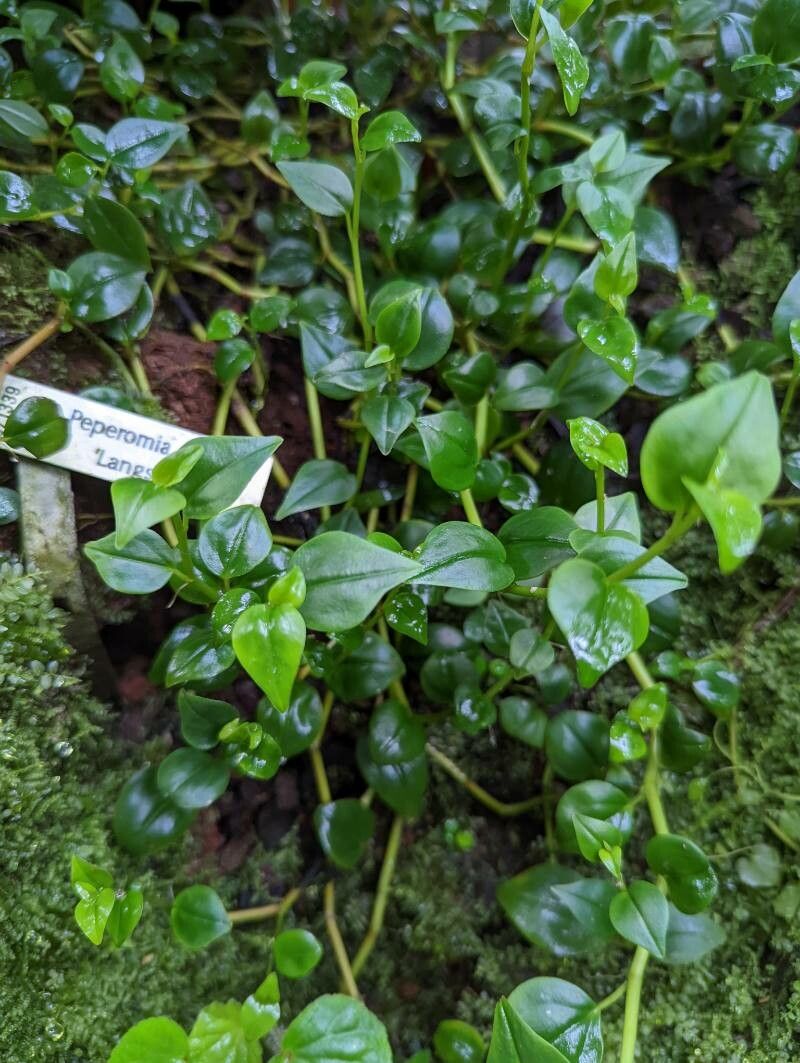 Peperomia blanda leaf