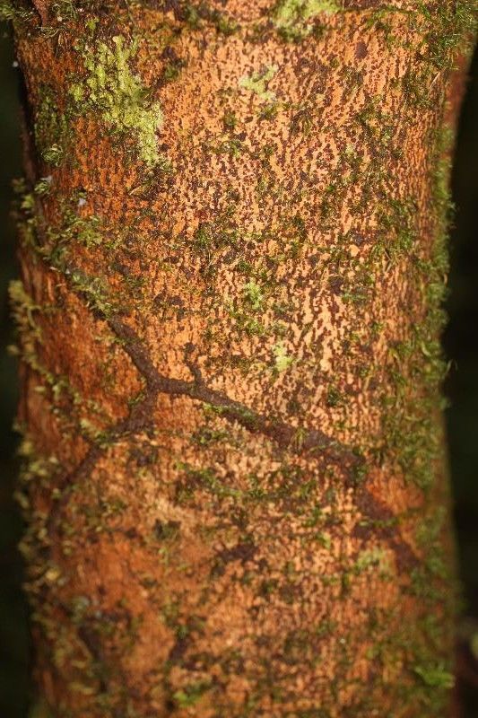 Allophylus angustatus — houseplant care guide