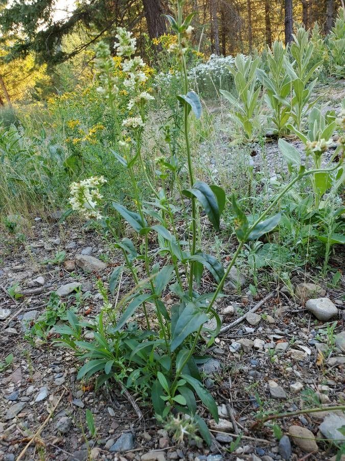 Penstemon confertus — search result for 'Penstemon'