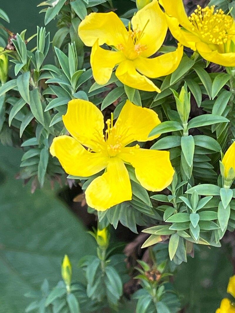 Hypericum irazuense — houseplant care guide