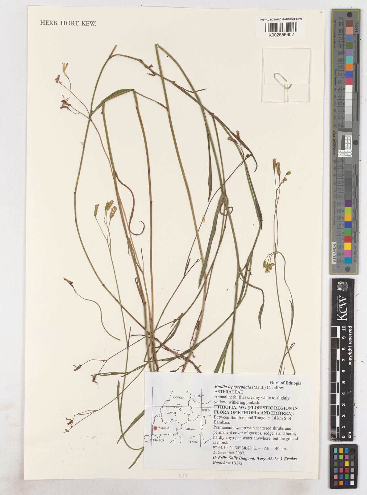 Emilia leptocephala — search result for 'Emilia'