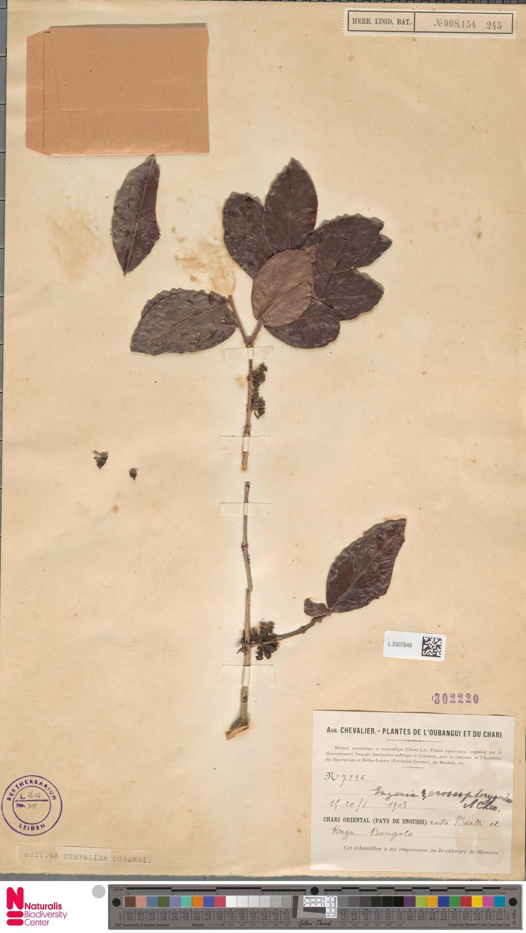 Eugenia crossopterygoides — houseplant care guide