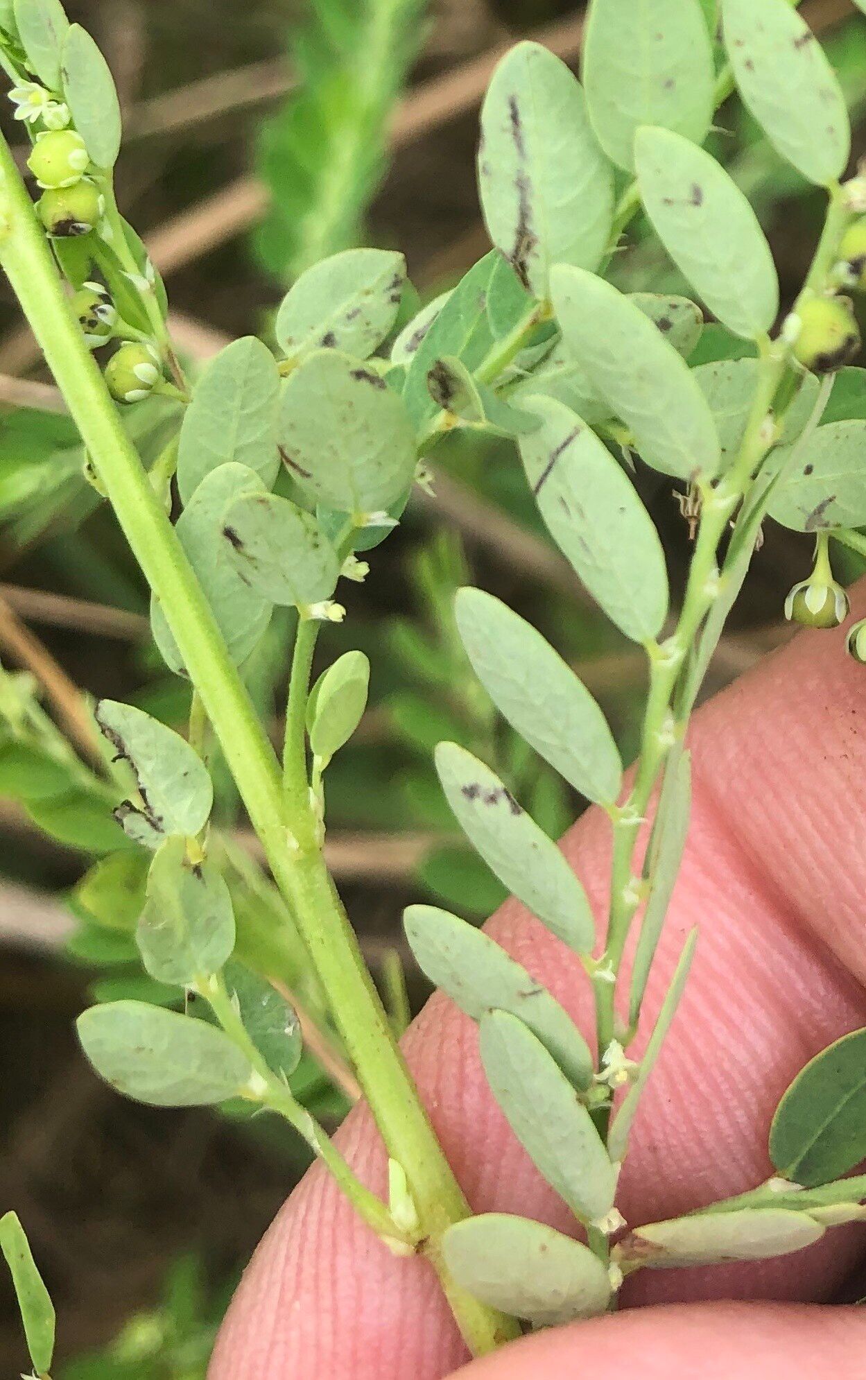 Phyllanthus fraternus — houseplant care guide