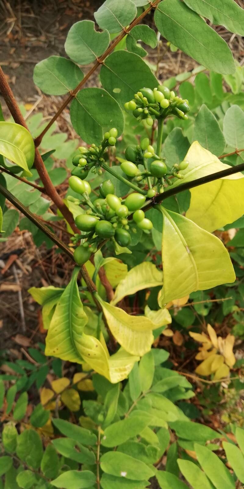 Rauvolfia mannii fruit