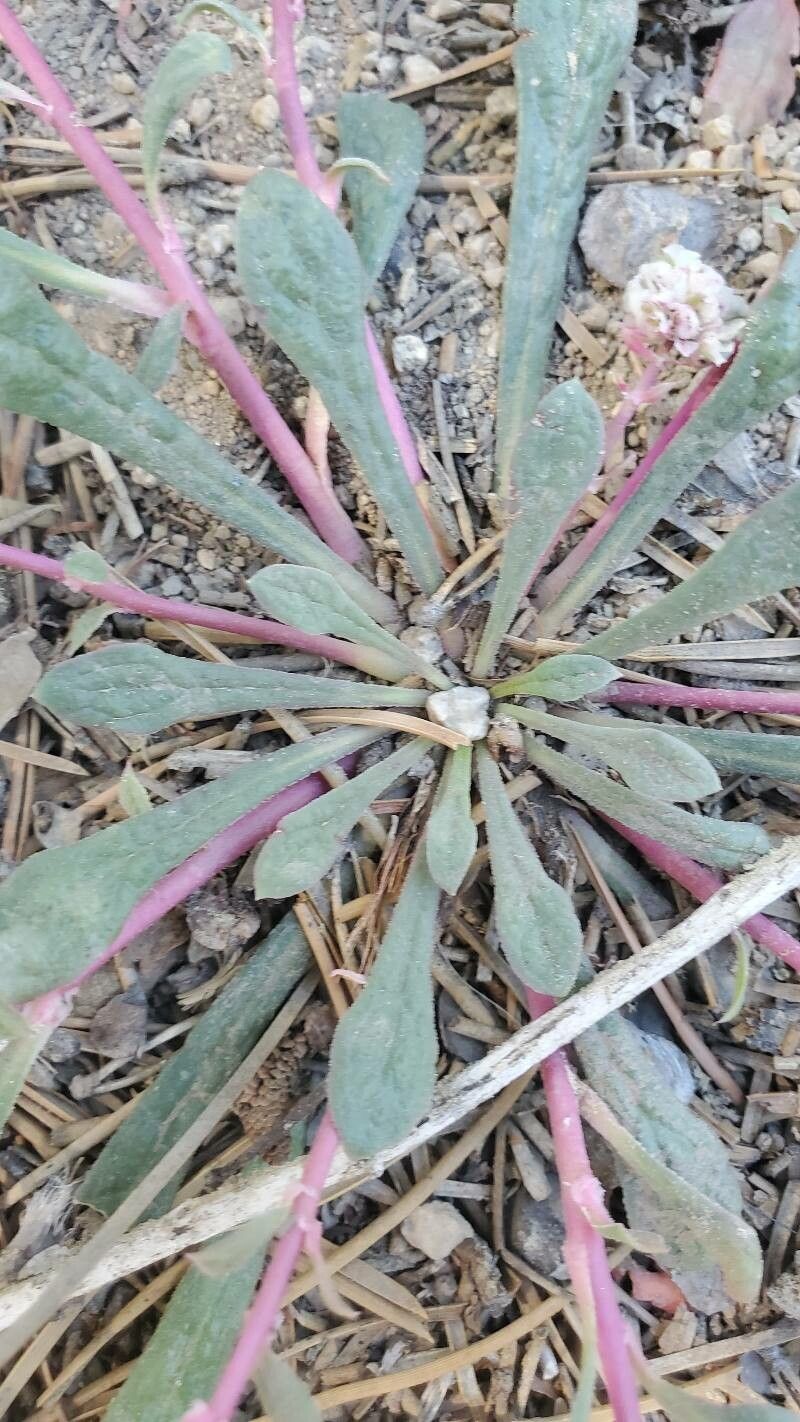 Eriogonum pyrolifolium — search result for 'Eriogonum'