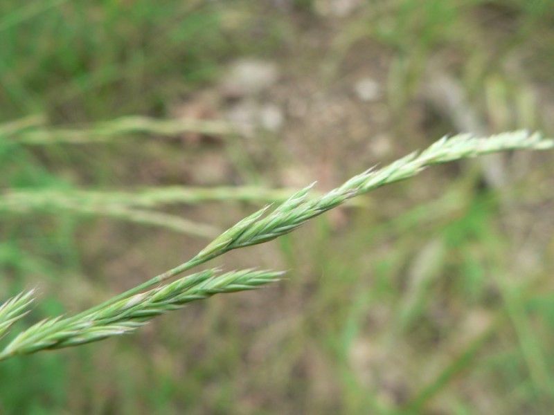 Festuca marginata fruit