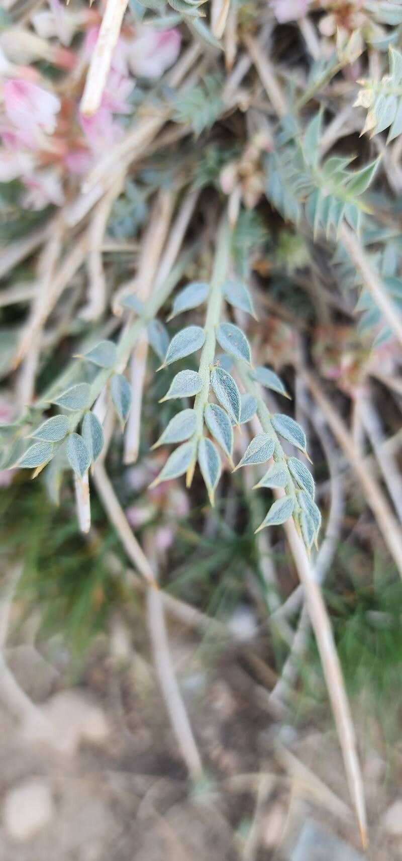 Astragalus mucronifolius — houseplant care guide