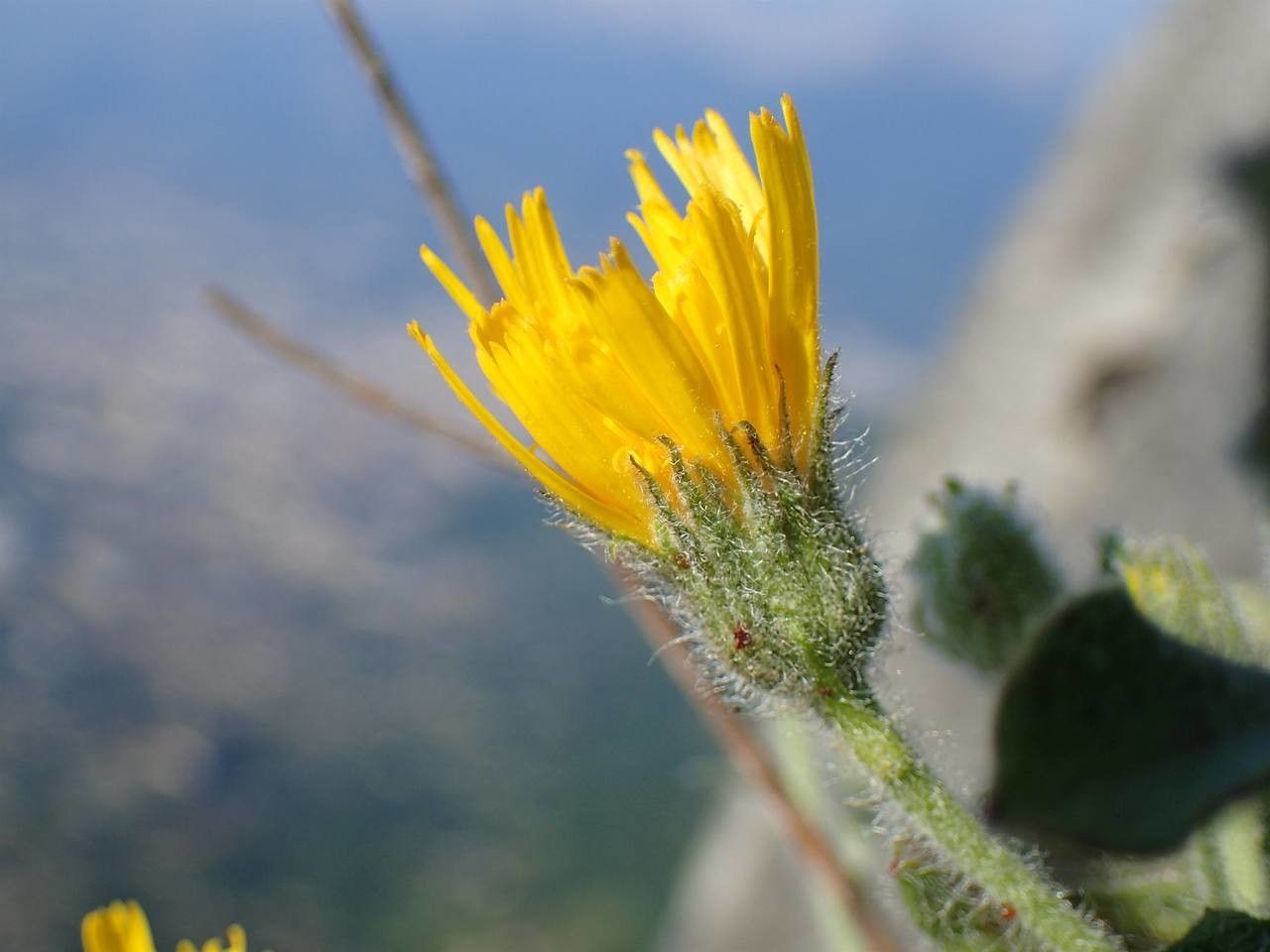 Hieracium pilosum flower