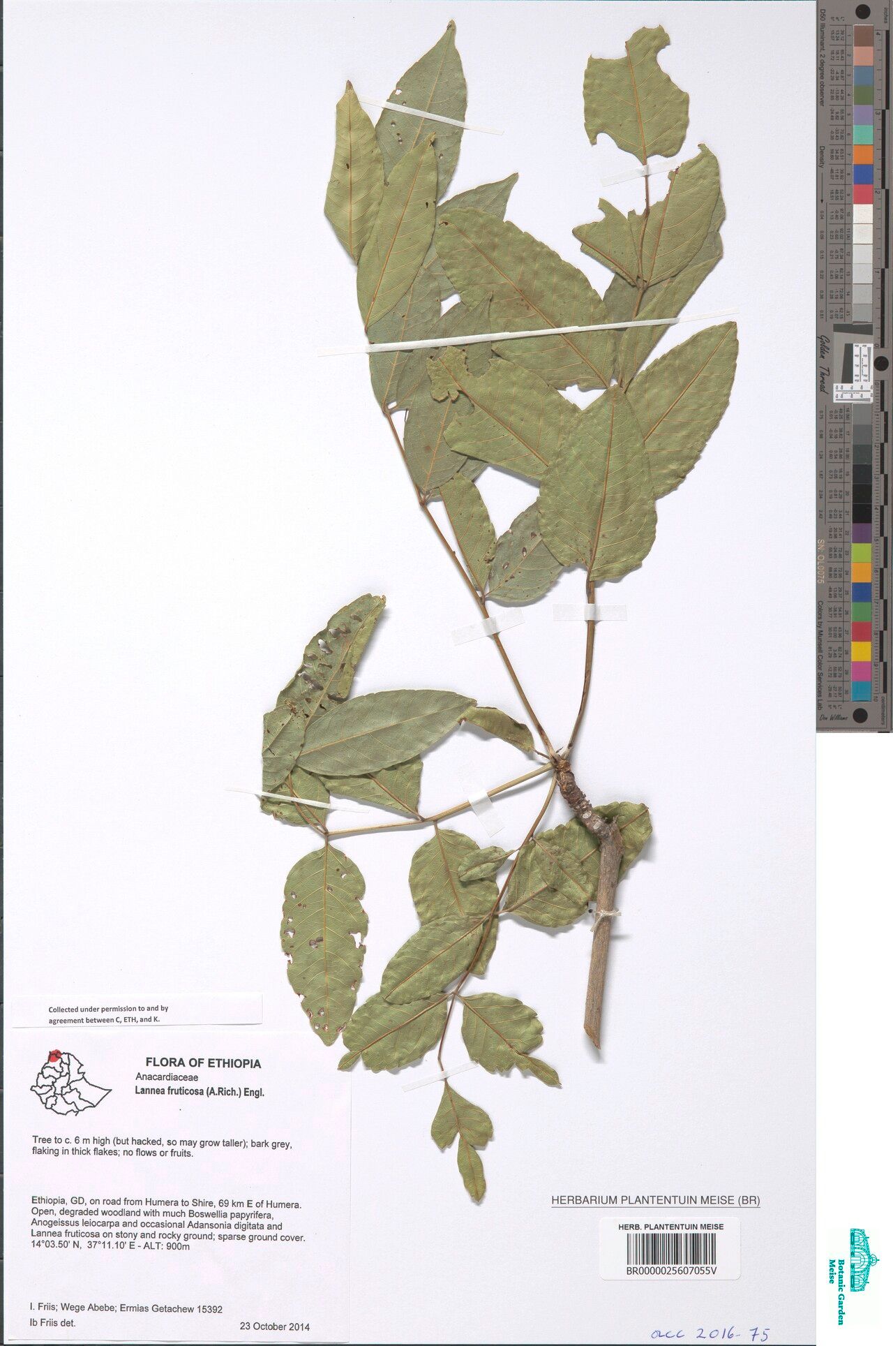 Lannea fruticosa — search result for 'Lannea'