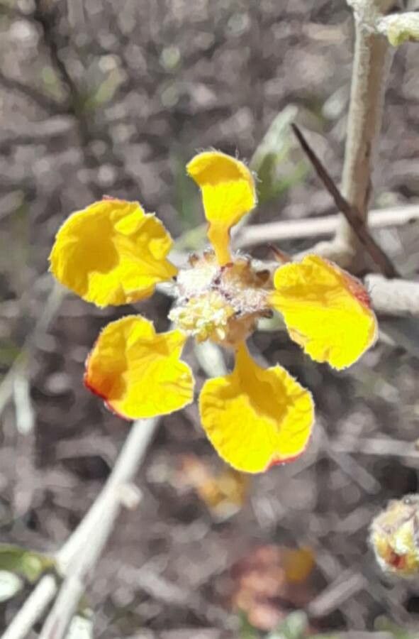 Tricomaria usillo flower