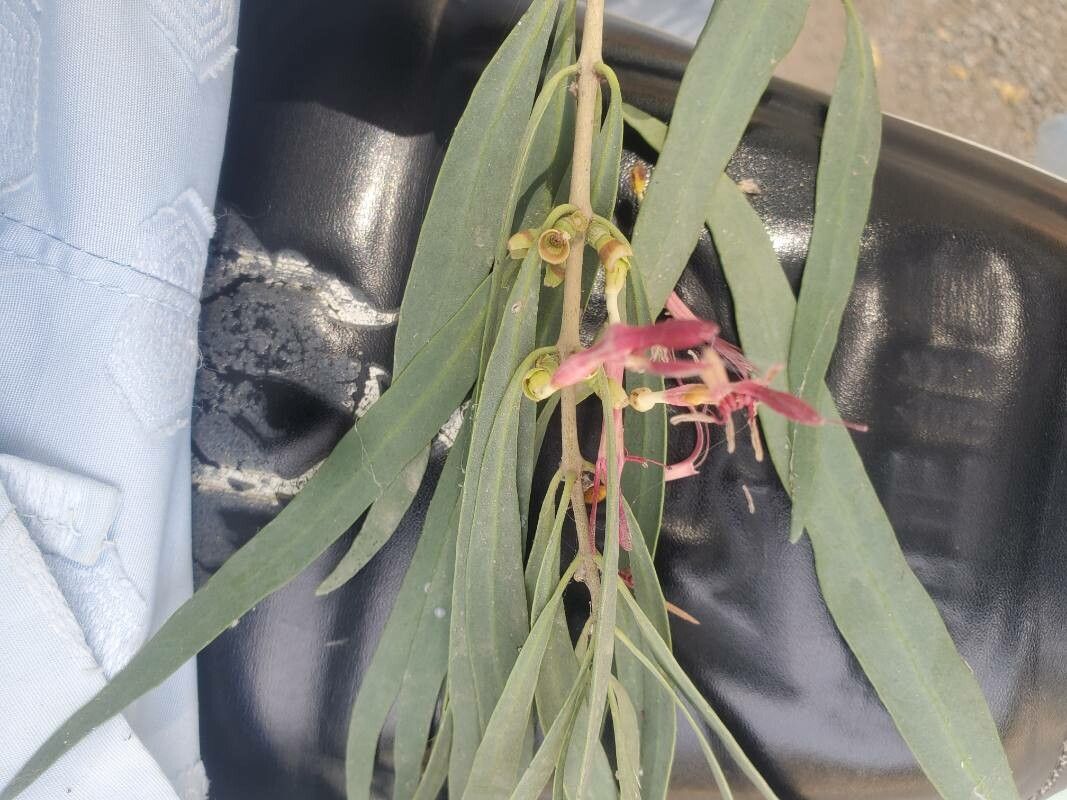 Tapinanthus cordifolius flower