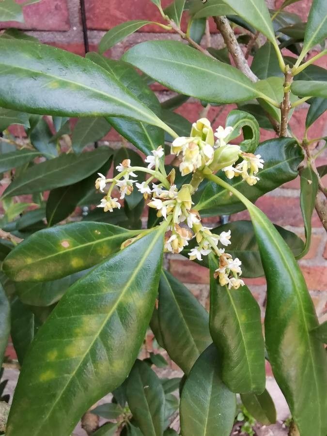 Picconia excelsa flower