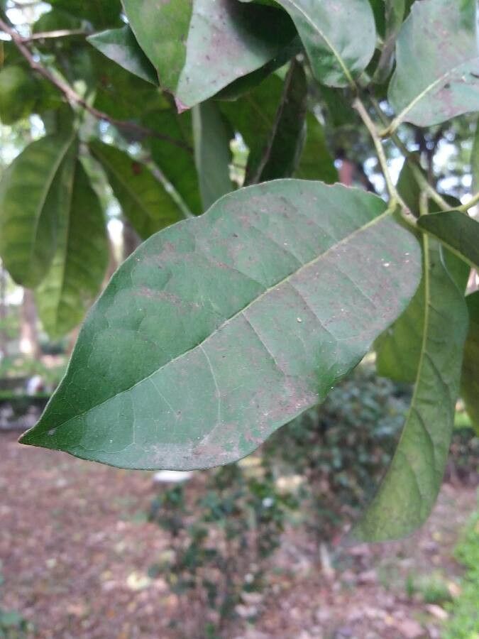 Pycnandra grandifolia leaf